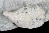 Cystoid Fossil (Holocystites) on Rock - Indiana #85702-1